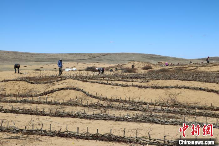 工作人員編織高山柳沙障。若爾蓋縣林業(yè)和草原局供圖
