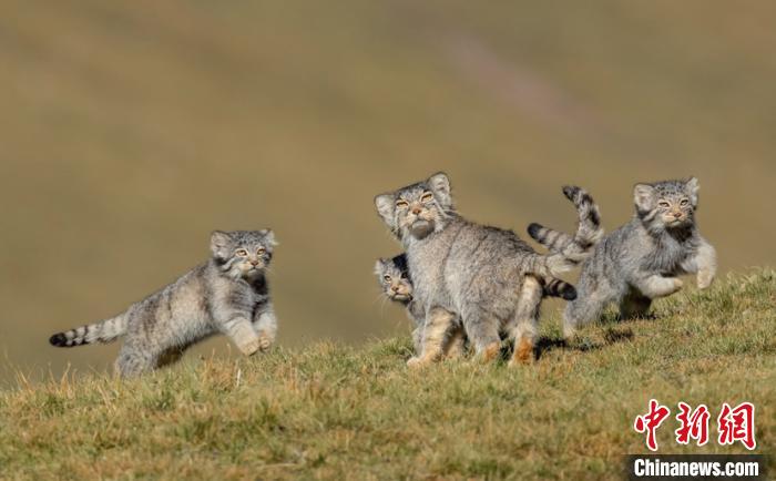 圖為李善元獲獎作品《當媽媽說跑步前進》?！±钌圃?攝