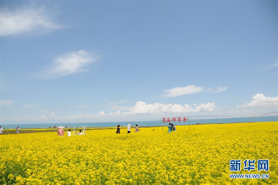 (新華全媒頭條·圖文互動(dòng))(8)大湖見證 ——持續(xù)保護(hù)讓青海湖生態(tài)華麗“蝶變”