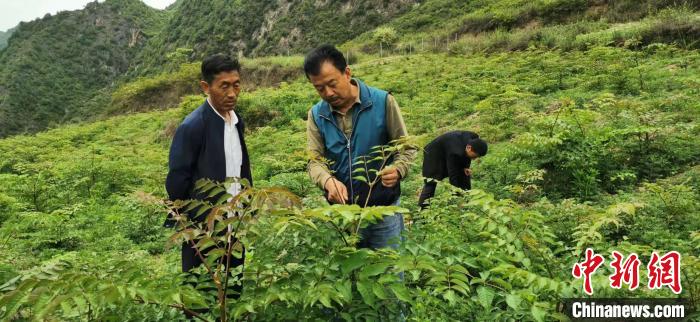 圖為張金利調(diào)研適合阿拉村種植的農(nóng)作物，經(jīng)過不斷改良技術(shù)后，產(chǎn)量大大提高。(資料圖)甘肅省水利廳供圖