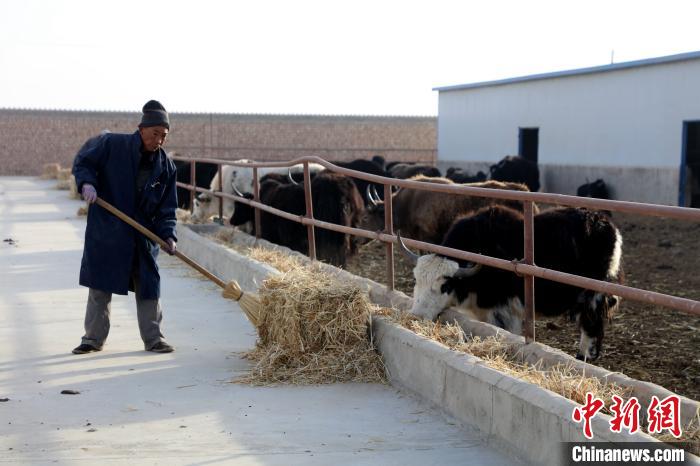 柴達(dá)木盆地蓮湖村:讓致富村民生活“牛”起來