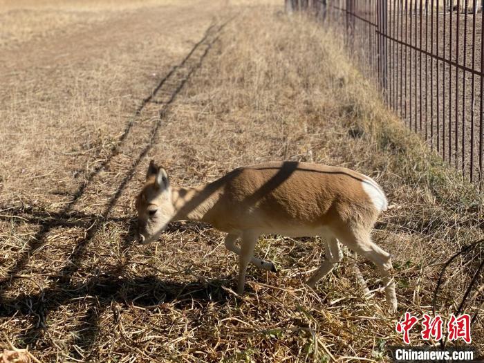 圖為普氏原羚?！±罱瓕?攝