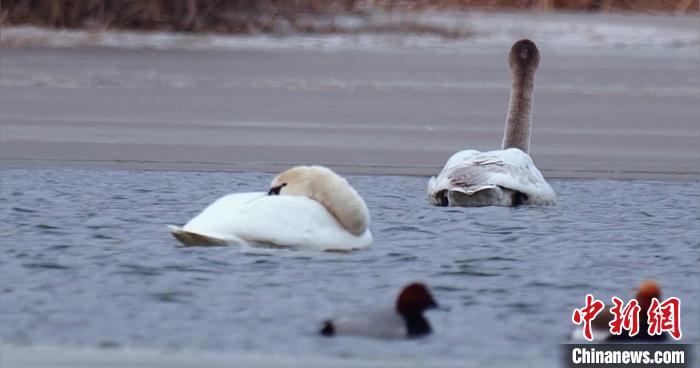 圖為疣鼻天鵝水面休憩。　青海國家公園觀鳥協(xié)會供圖 攝