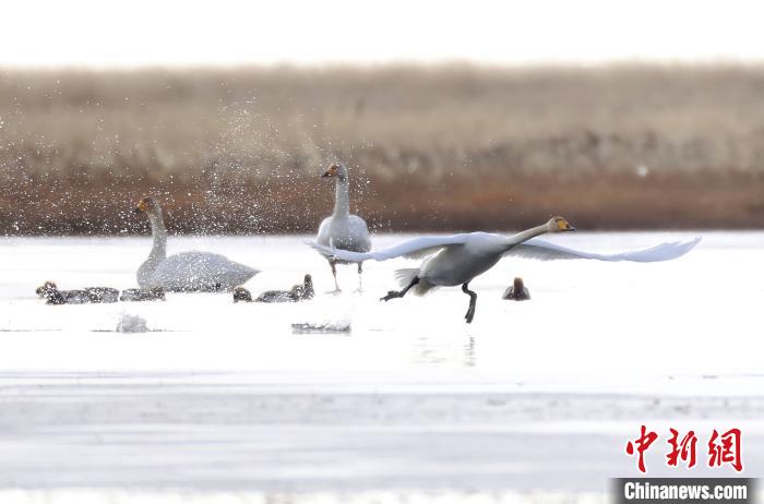 四川省阿壩州若爾蓋縣麥溪鄉(xiāng)的大天鵝。　安源 攝