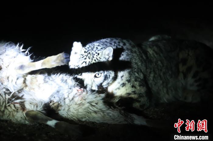 長(zhǎng)江源、瀾滄江源啟動(dòng)旗艦物種雪豹及棲息地保護(hù)項(xiàng)目