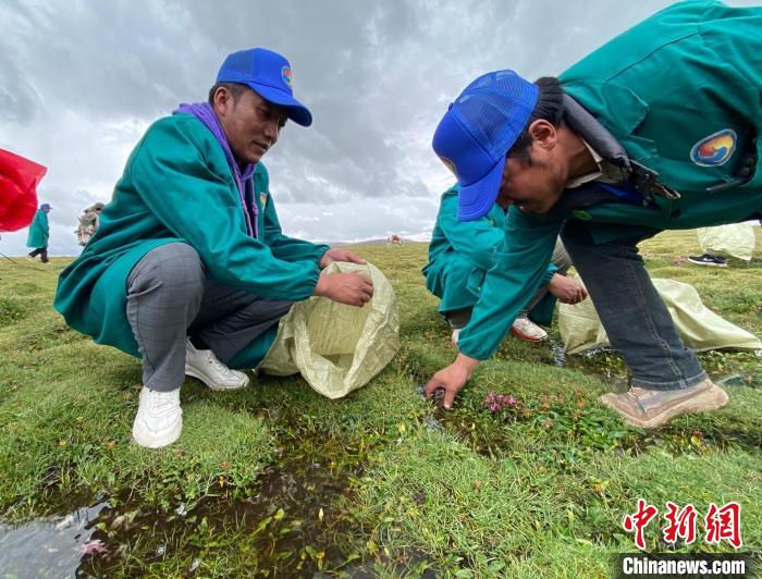 長江南源牧民保護(hù)隊:將保護(hù)家園的心傳承下去