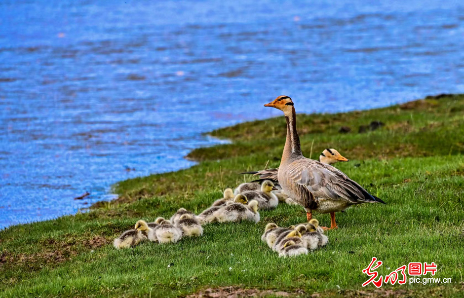 三江源國(guó)家公園正式設(shè)立，這是青海生態(tài)文明建設(shè)的新答卷