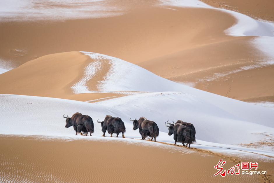 三江源國家公園正式設(shè)立，這是青海生態(tài)文明建設(shè)的新答卷