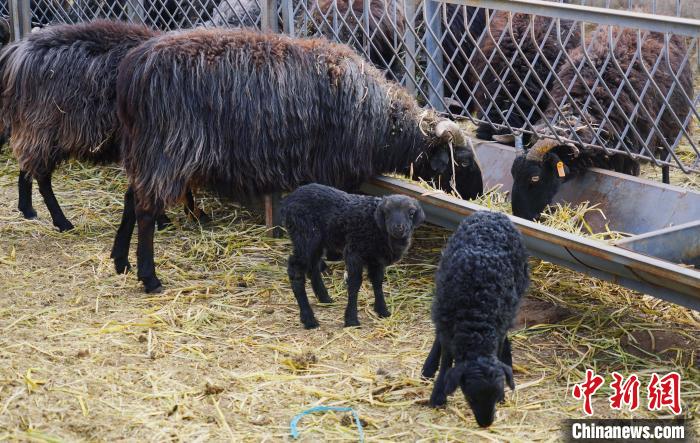 圖為黑藏羊及小羊羔正在吃草。　馬銘言 攝
