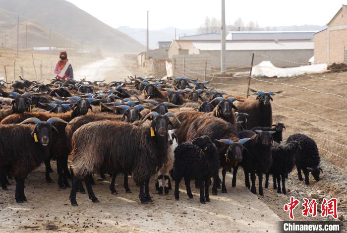 圖為牧民家的黑藏羊?！●R銘言 攝