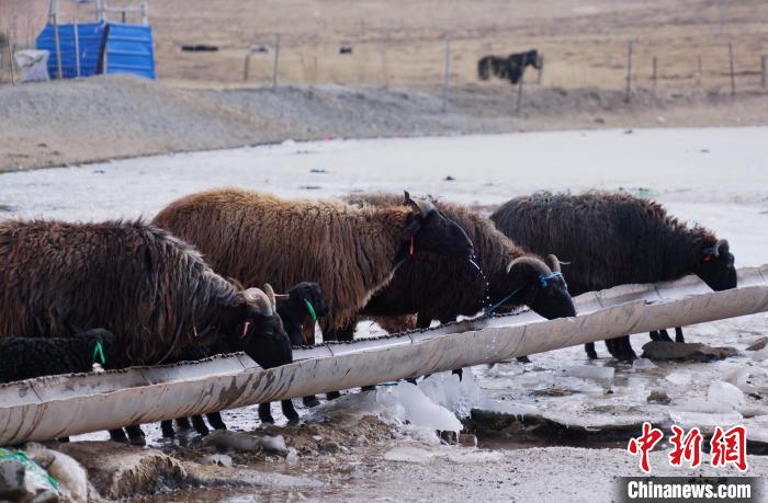 圖為黑藏羊正在喝水。　馬銘言 攝