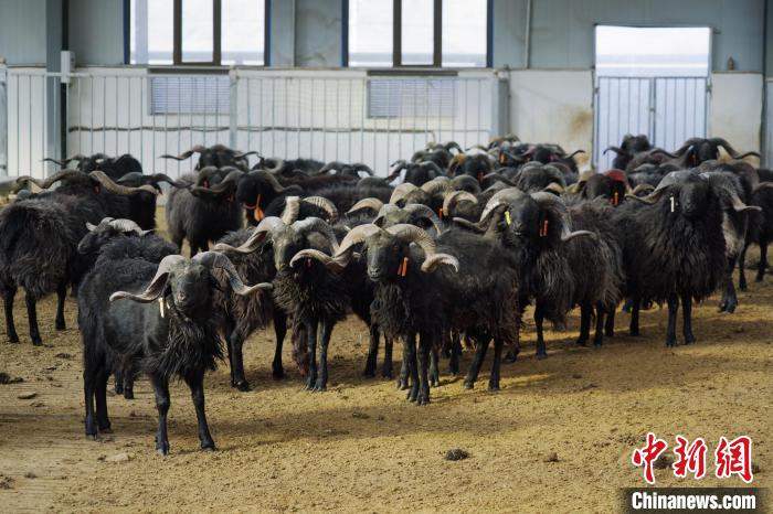 圖為黑藏羊。　馬銘言 攝