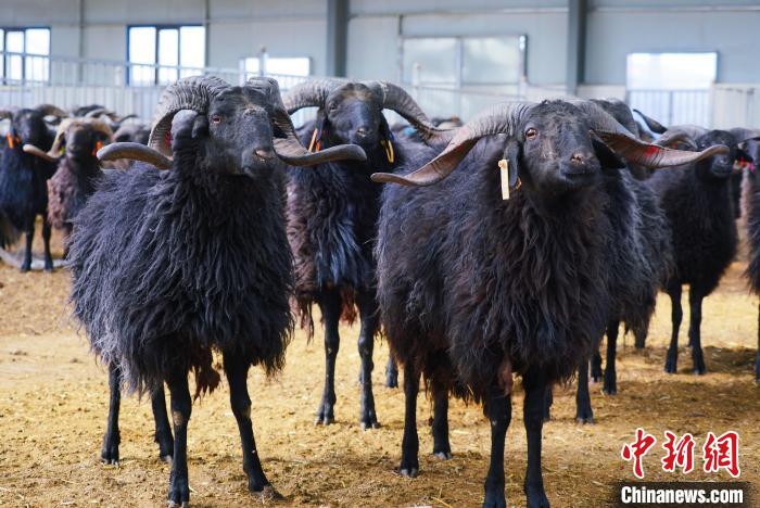 圖為黑藏羊?！●R銘言 攝