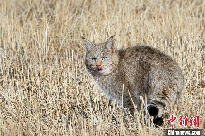 圖為拍攝到的荒漠貓?！O春生 攝