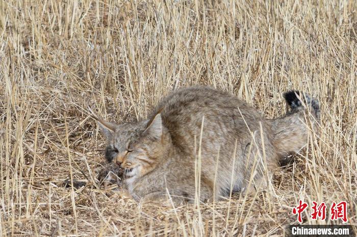 圖為拍攝到的荒漠貓?！≡S明遠(yuǎn) 攝