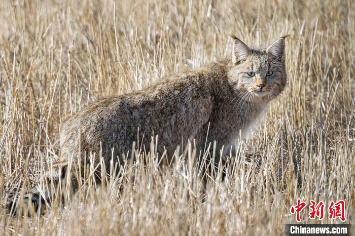 圖為拍攝到的荒漠貓?！≡S明遠(yuǎn) 攝