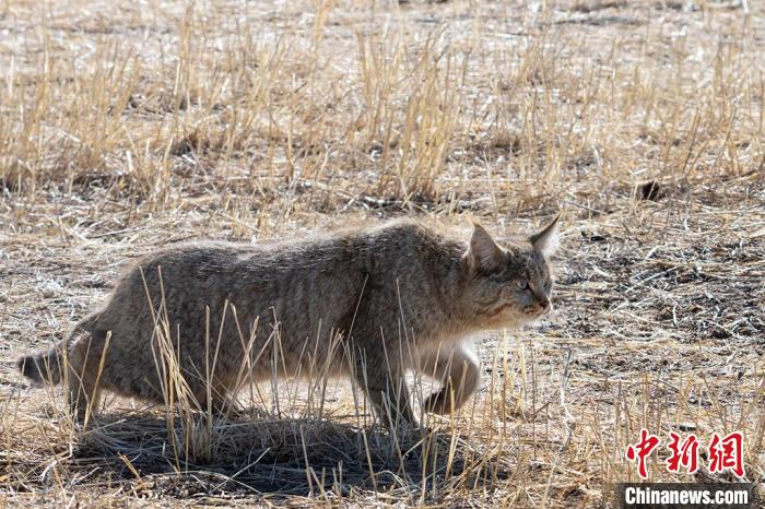 圖為拍攝到的荒漠貓?！O春生 攝