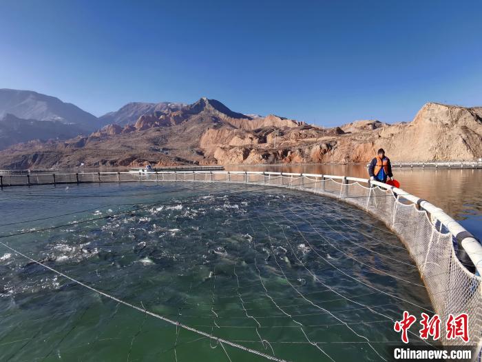 青海高原藏鄉(xiāng)：黃河“牧場”里的打漁郎