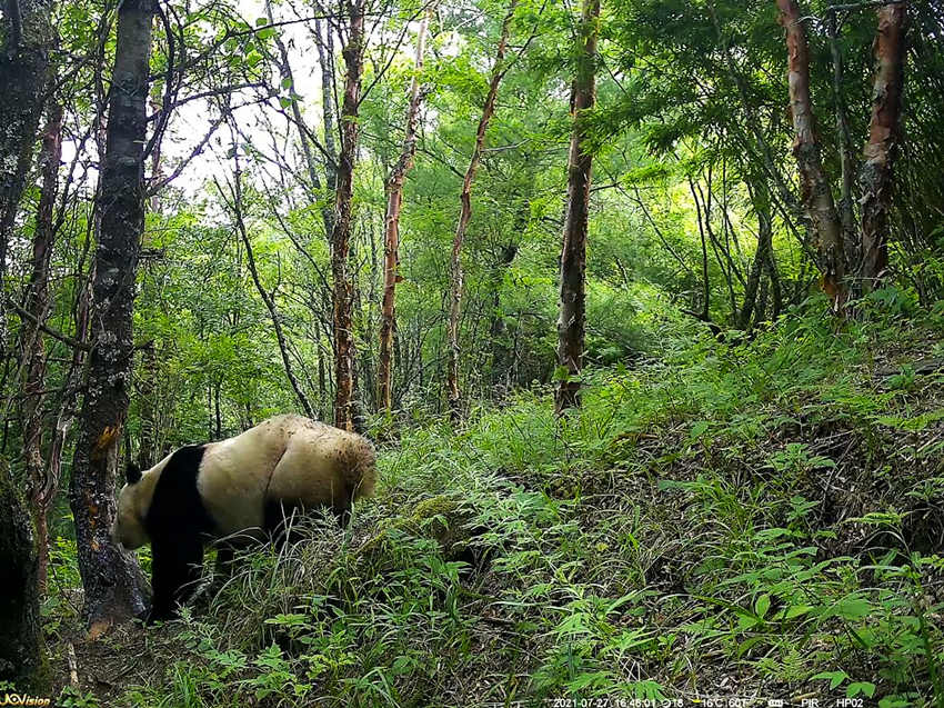紅外相機拍攝到的野生大熊貓。平武縣融媒體中心供圖