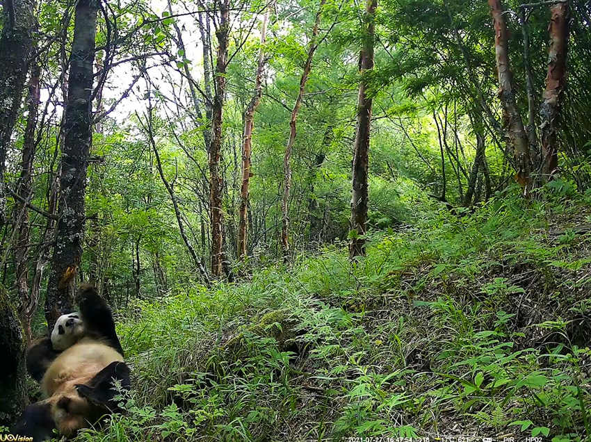 紅外相機拍攝到的野生大熊貓。平武縣融媒體中心供圖