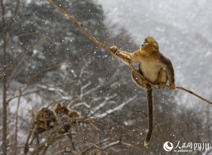 雪中嬉戲的川金絲猴。鐘歡攝
