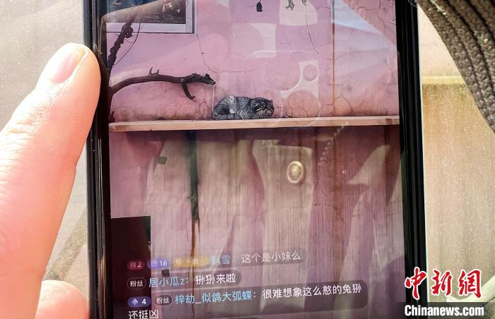 圖為雪豹“奶爸”史壽軍正在直播?！●R銘言 攝