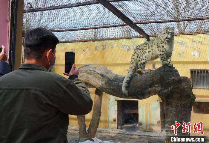 圖為雪豹“奶爸”史壽軍正在直播?！●R銘言 攝