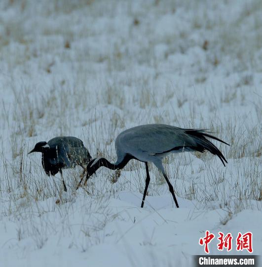 在若爾蓋濕地的蓑羽鶴?！∪魏吻?攝