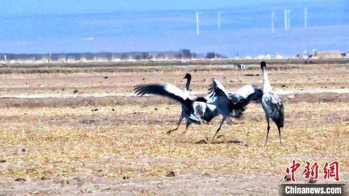 圖為黑頸鶴追逐嬉戲。　陳明章 攝