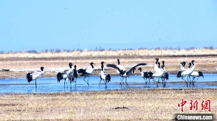 圖為成群的黑頸鶴“翩翩起舞”。　當(dāng)智 攝