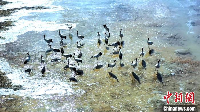 圖為黑頸鶴群駐足休憩?！￡惷髡?攝