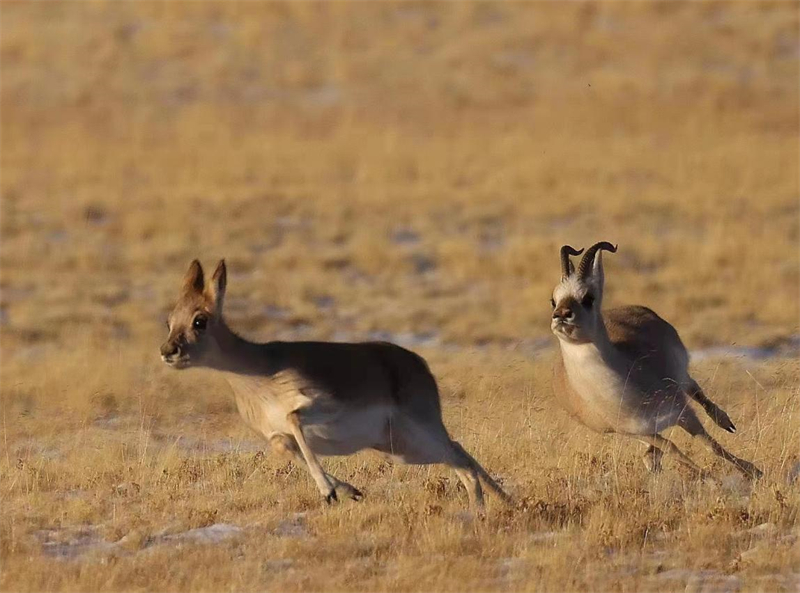 藏羚羊。圖片來源：農(nóng)牧民大自然攝影隊(duì)