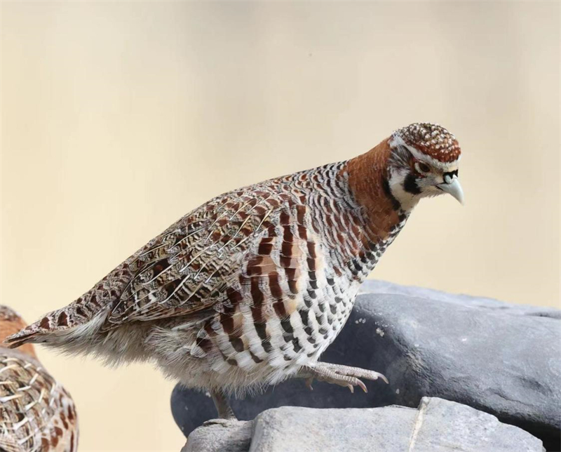 高原山鶉。圖片來源：農(nóng)牧民大自然攝影隊(duì)