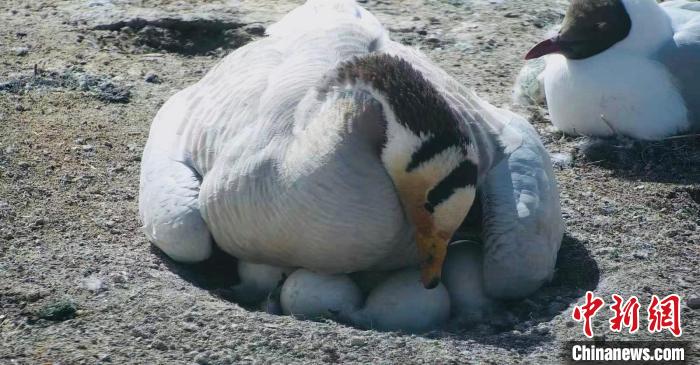 圖為斑頭雁孵蛋?！【G色江河 供圖