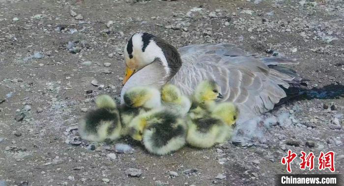 圖為斑頭雁母親和孩子們在一起?！【G色江河 供圖