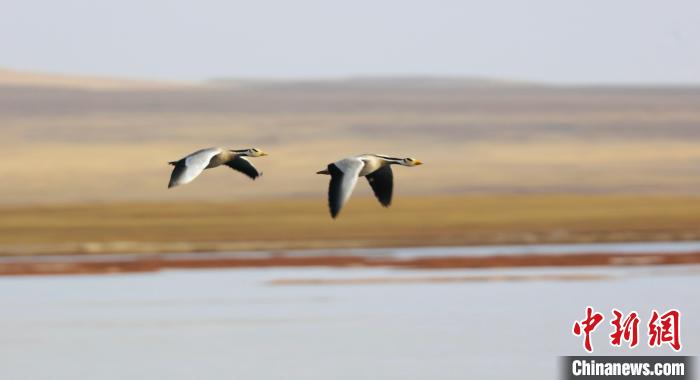 圖為飛翔的斑頭雁。　綠色江河 供圖