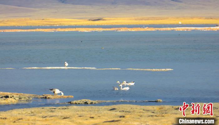 圖為斑頭雁在班德湖中休憩?！【G色江河 供圖