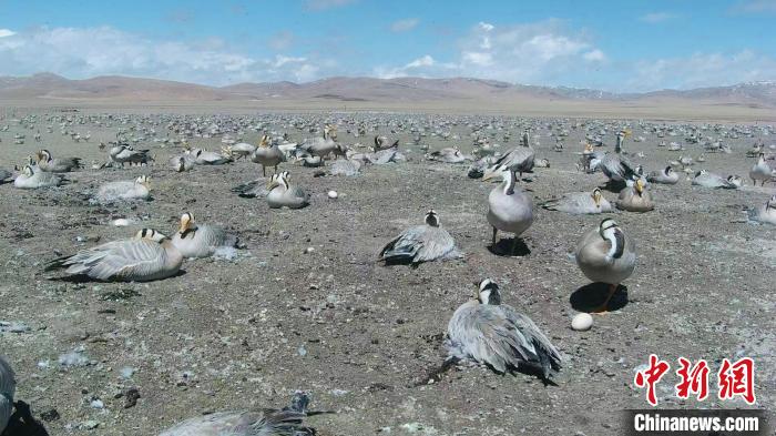 圖為斑頭雁在空地上孵蛋?！【G色江河 供圖