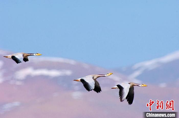 圖為斑頭雁在空中飛行。　綠色江河 供圖