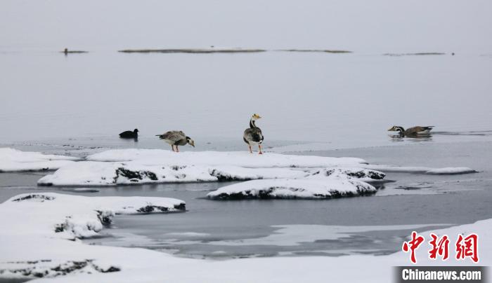 圖為斑頭雁在班德湖邊嬉戲?！【G色江河 供圖