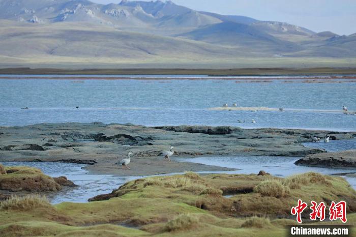 圖為斑頭雁在班德湖中覓食。　綠色江河 供圖