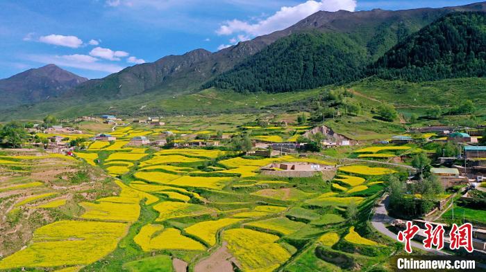 圖為加吾鄉(xiāng)的油菜花?！￡P(guān)卻才讓 攝