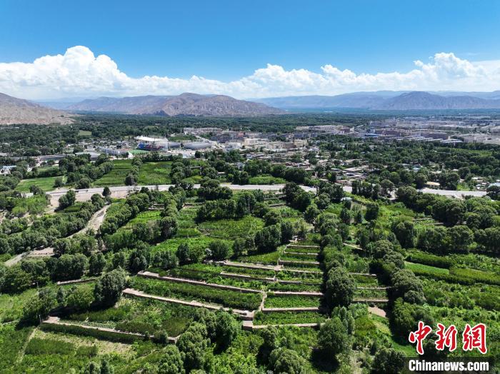 航拍貴德縣黃河岸畔綠意盎然?！●R銘言 攝