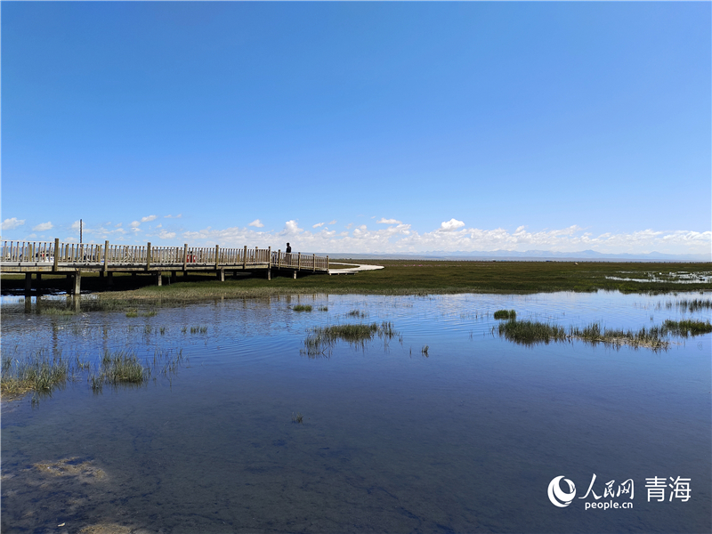 青海湖仙女灣。人民網(wǎng) 張莉萍攝