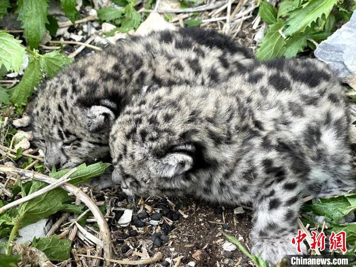 四川甘孜:護林員助力走失雪豹幼崽回到母豹身邊