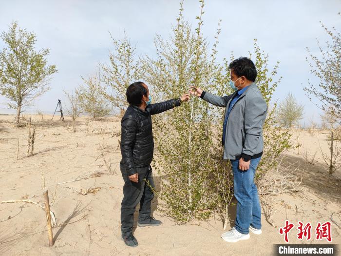 柴達(dá)木盆地的護(hù)林員：守護(hù)，只為那一片綠