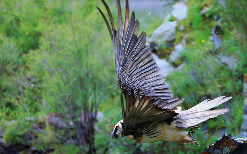 胡兀鷲。江文江措攝