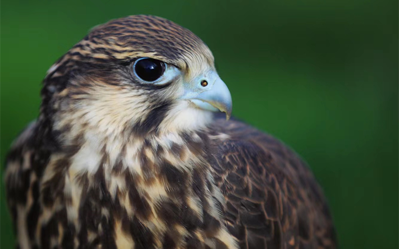獵隼。江文江措攝