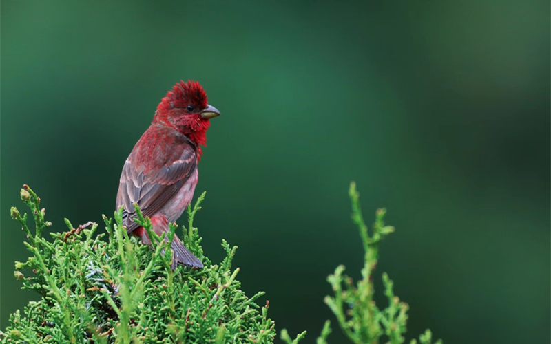 普通朱雀。江文江措攝