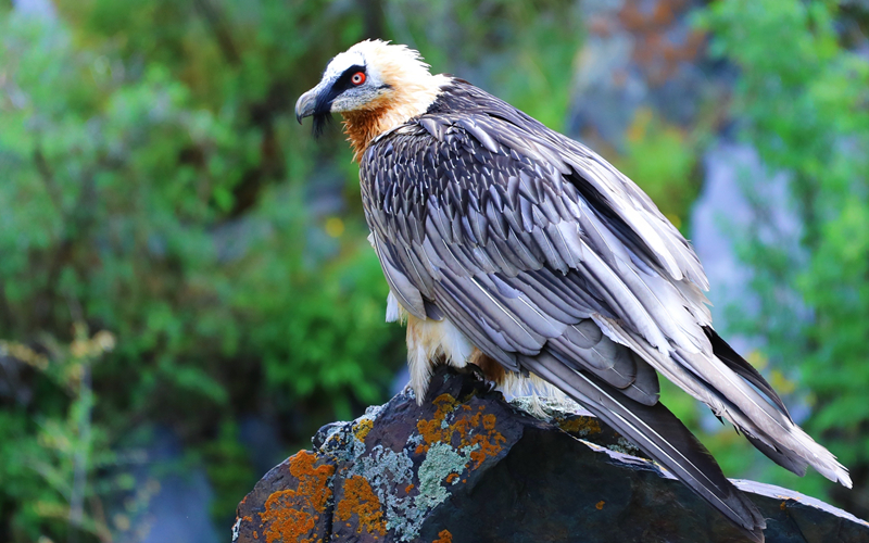 胡兀鷲。江文江措攝